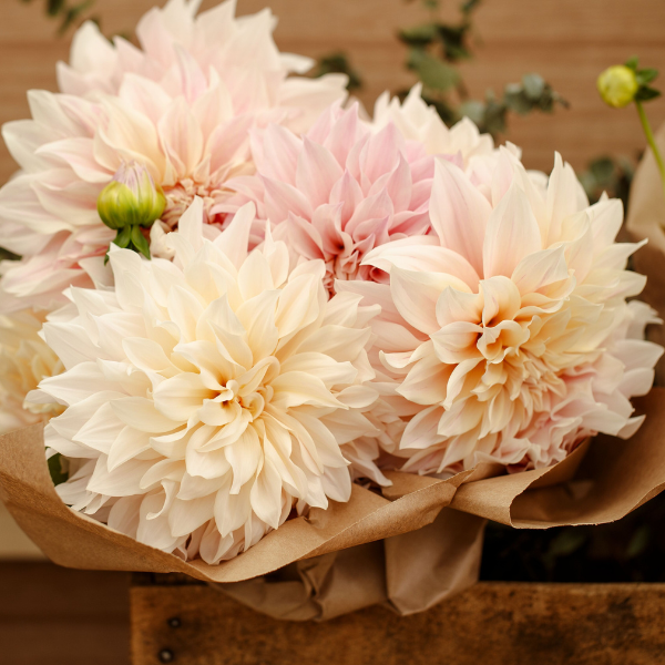 Dahlias Cut hybrida 'Cafe Au Lait'
