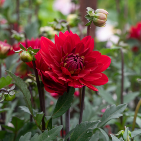 Dahlias Cut hybrida 'Karma Amore Bright Scarlet'