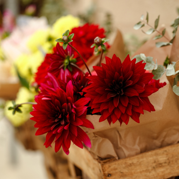 Dahlias Cut hybrida 'Karma Cabernet'