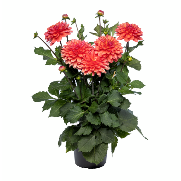 Dahlias Cut hybrida 'Karma Caroline Coral Pink'