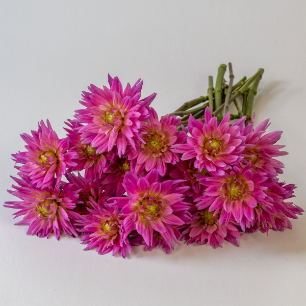 Dahlias Cut hybrida 'Karma Corona Pink'