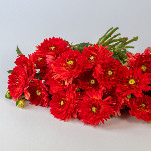Dahlias Cut hybrida 'Karma Irene Red Orange'