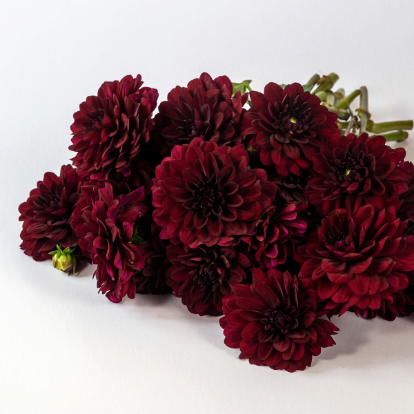 Dahlias Cut hybrida 'Karma Naomi Mahogany Red'