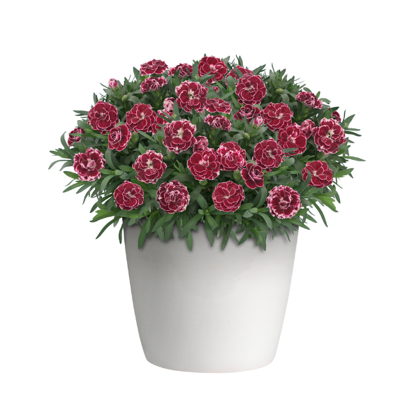 Dianthus caryophyllus 'Oscar Ruby Splash'