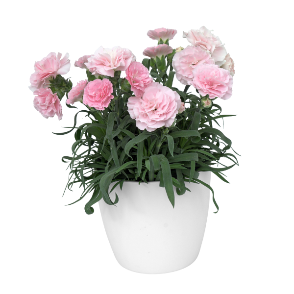 Dianthus caryophyllus 'SuperTrouper Appleblossom'