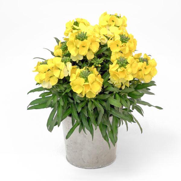 Erysimum cultivars 'Brightside Yellow'
