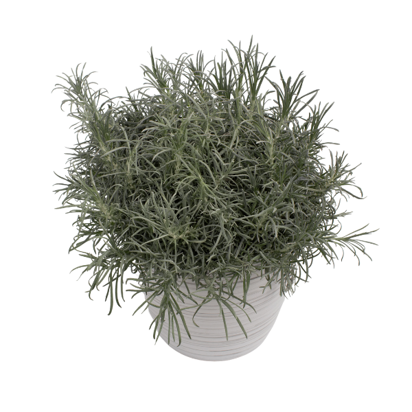 Helichrysum italicum 'Silver Curry'