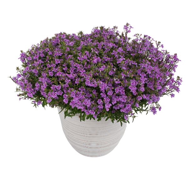 Lobelia hybrid 'Firefly Pink'