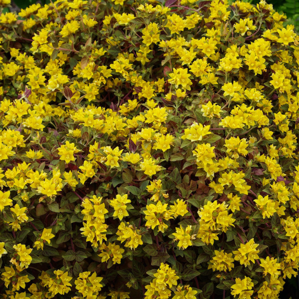 Lysimachia congestiflora 'Lysimachia Midnight Sun'