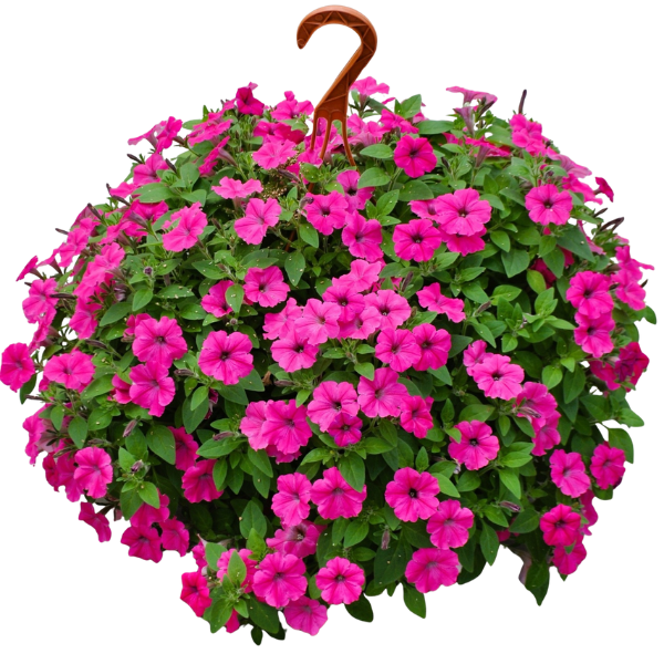 Petunia hybrida 'Blanket Flamingo'