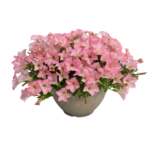 Petunia hybrida 'Surfinia Heavenly Cashmere Pink'
