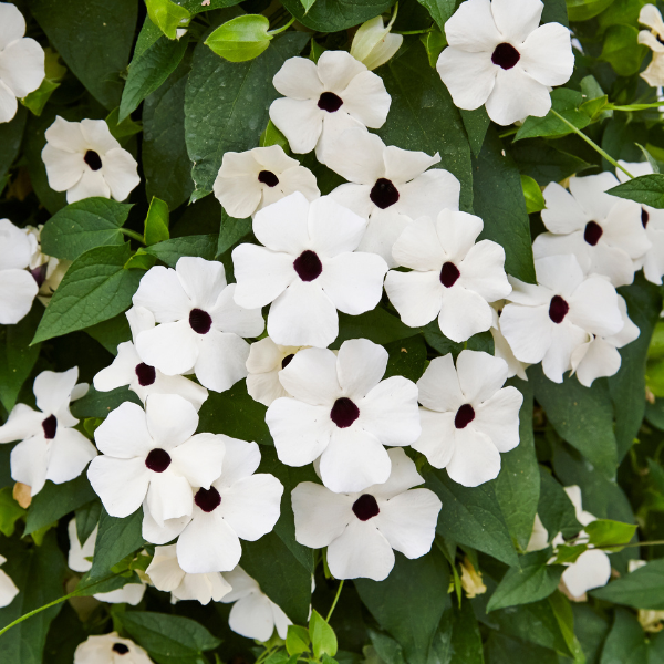 Thunbergia alata 'Sunny Susy White Halo'