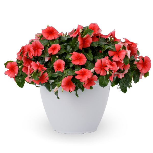 Vinca catharanthus roseus 'Nirvana XDR Coral'