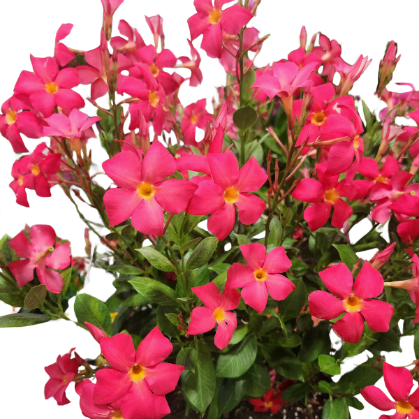 Mandevilla hybrida 'Sun Parasol FiredUp Coral'