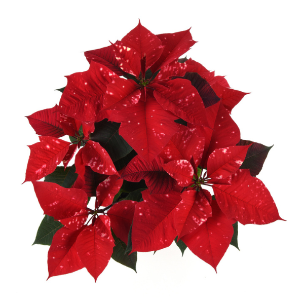 Poinsettia euphorbia pulcherrima 'Sky Fantasy'