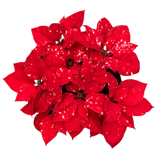 Poinsettia euphorbia pulcherrima 'Sky Orange'