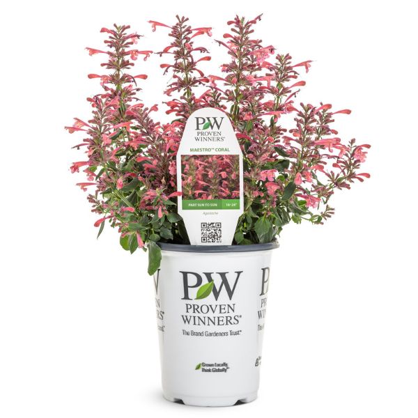 Agastache hybrid 'Maestro Coral'
