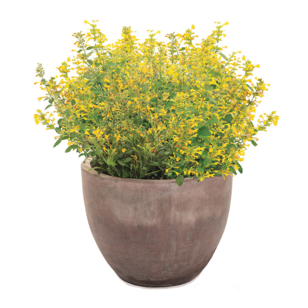 Agastache hybrid 'Maestro Gold'