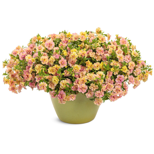 Calibrachoa hybrida 'Superbells Magic Double Grapefruit'