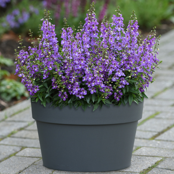 Angelonia angustifolia 'Serena Blue'