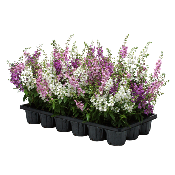 Angelonia angustifolia 'Serena Mix'