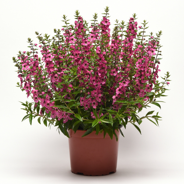 Angelonia angustifolia 'Serena Rose'