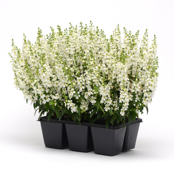 Angelonia angustifolia 'Serena White'