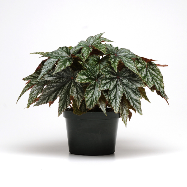 Begonia hybrida 'Gryphon'