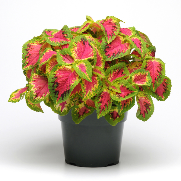 Coleus scutellarioides 'Sun Watermelon'