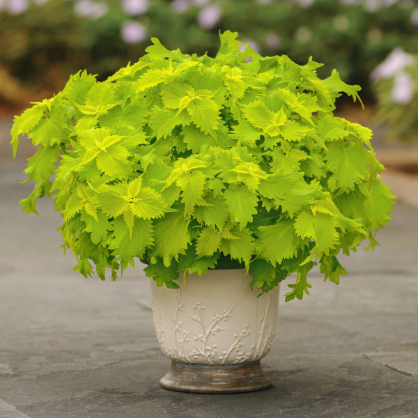 Coleus scutellarioides 'Volcanica Wasabi'