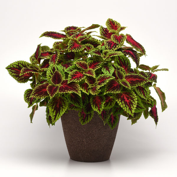Coleus scutellarioides 'ChargedUp Dragon Heart'