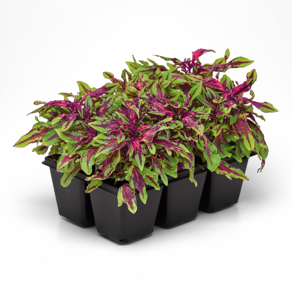 Coleus scutellarioides 'FlameThrower Chili Pepper'