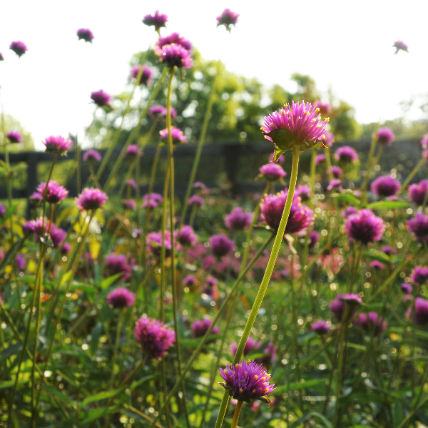 Gomphrena pulchella 'Fireworks'