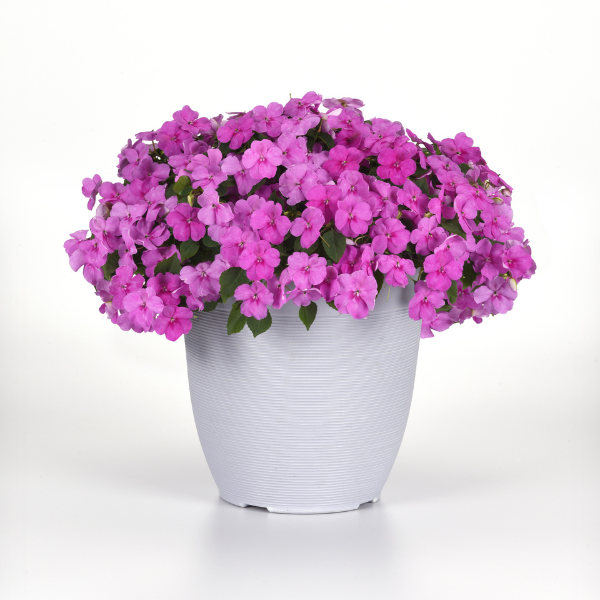 Impatiens walleriana 'Beacon Blue Pearl'