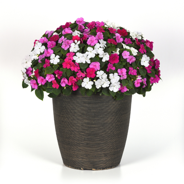 Impatiens walleriana 'Beacon Chicago Mix'