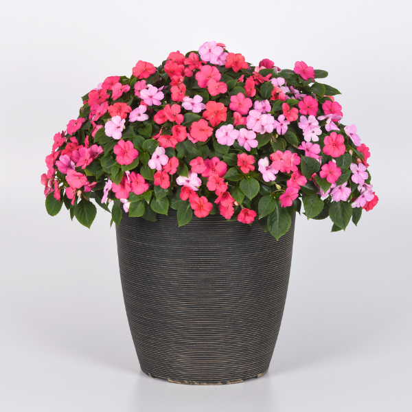 Impatiens walleriana 'Beacon Otway Mix'