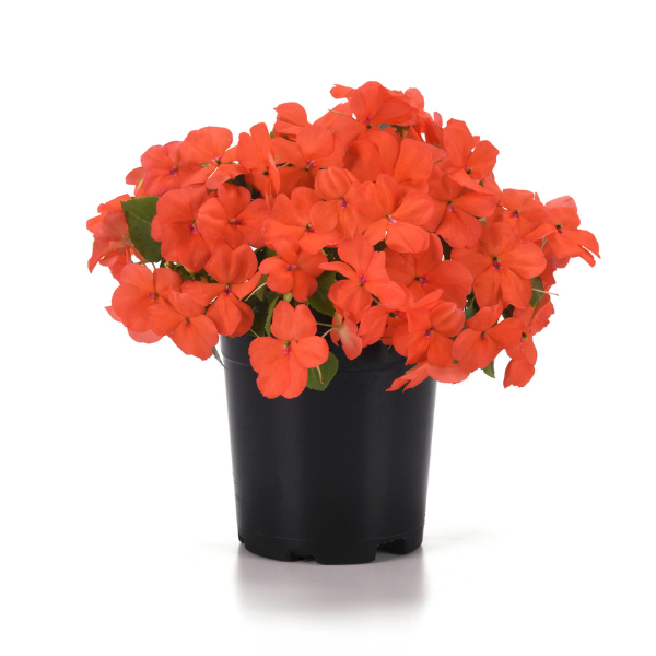 Impatiens walleriana 'Beacon Salmon'