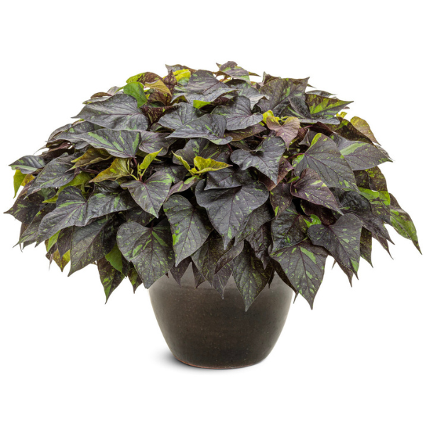 Ipomoea batatas 'Sweet Caroline Sweetheart Shadowstorm'