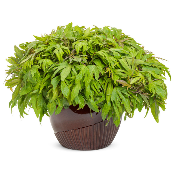 Ipomoea batatas 'Sweet Caroline Medusa Green'