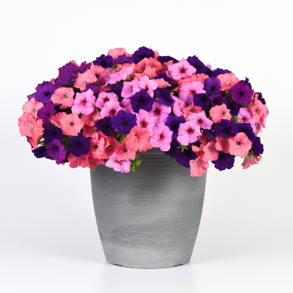 Petunia hybrida 'Easy Wave Beachcomber Mix'