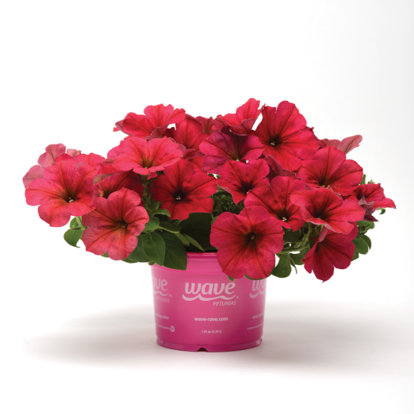 Petunia hybrida 'Easy Wave Berry Velour'