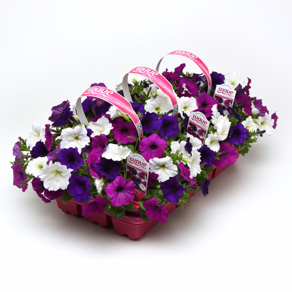 Petunia hybrida 'Easy Wave Great Lakes Mix'