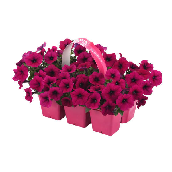 Petunia hybrida 'Shock Wave Deep Purple'