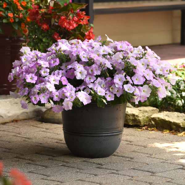 Petunia hybrida 'Wave Misty Lilac'