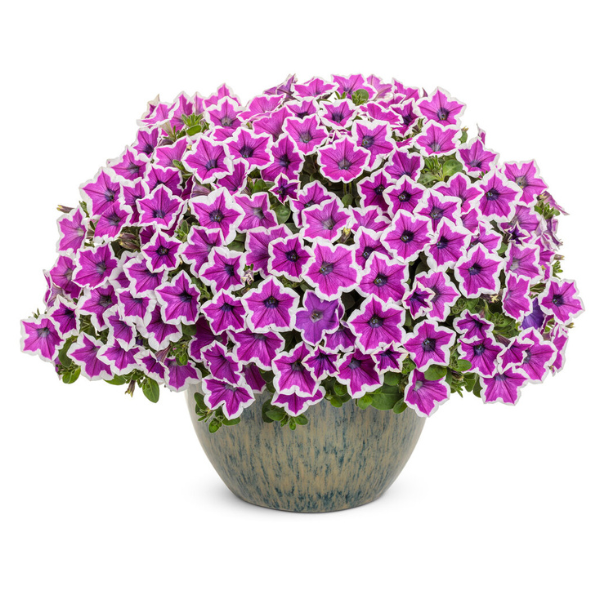Petunia hybrida 'Supertunia Hoopla Vivid Orchid'