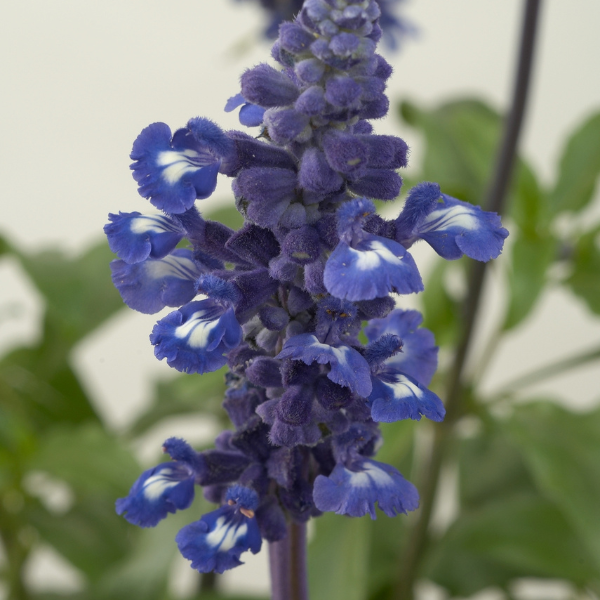 Salvia farinacea 'Sallyfun Blue Emotion'