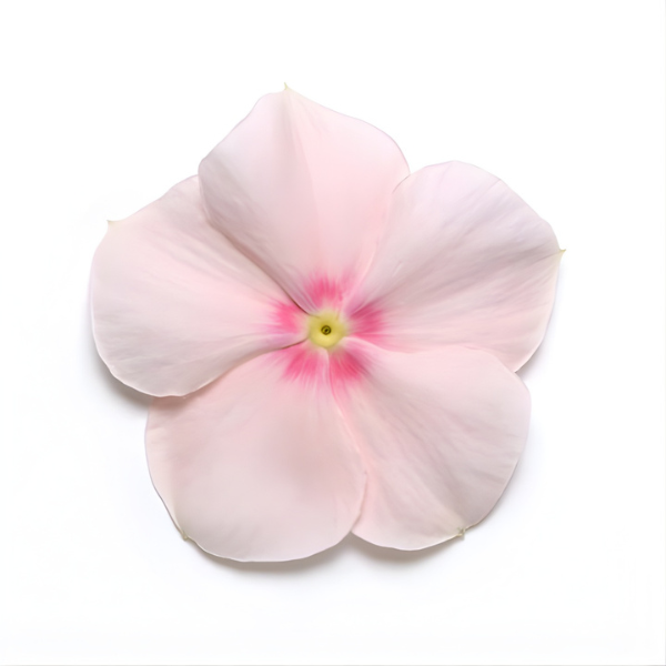 Vinca catharanthus roseus 'Mediterranean Peach XP'