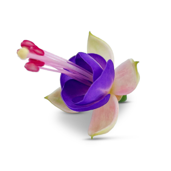 Fuchsia hybrid 'Bella Diana'