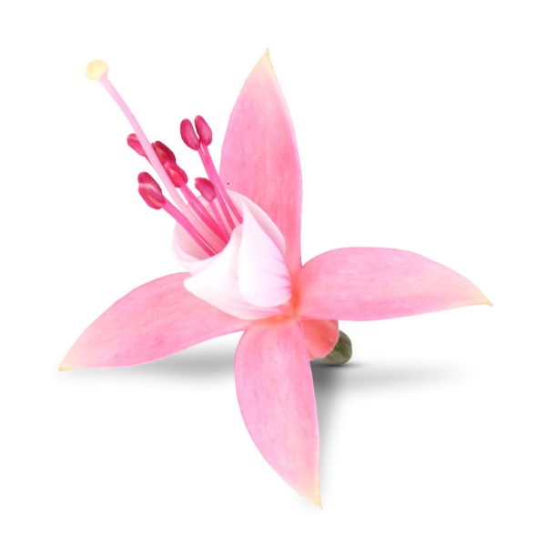 Fuchsia hybrid 'Bella Lisa Upright'