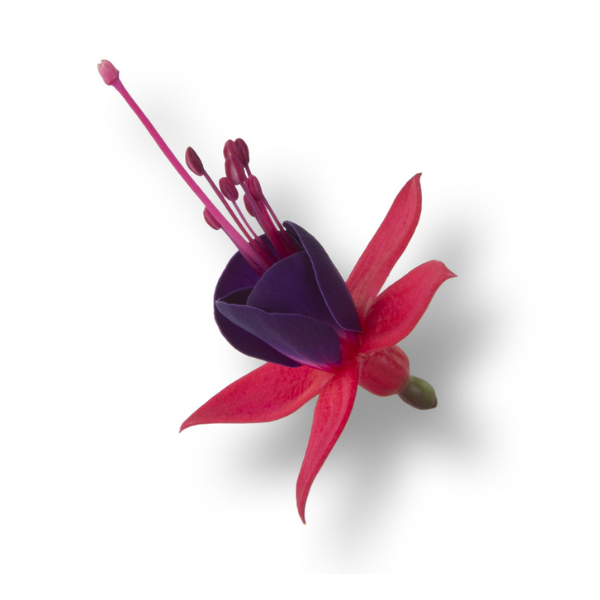 Fuchsia hybrid 'Bella Sacha Upright'